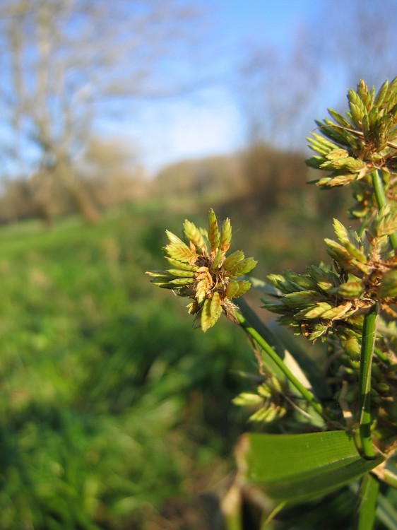 Cyperus esculentus